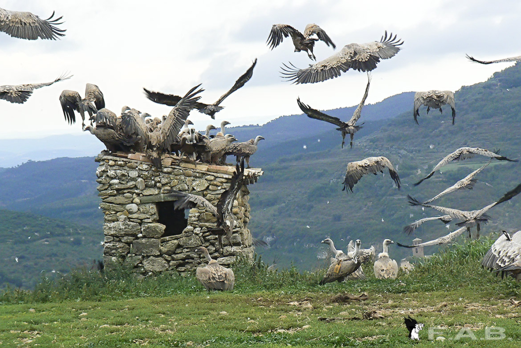 Observatorio de aves en El Castell